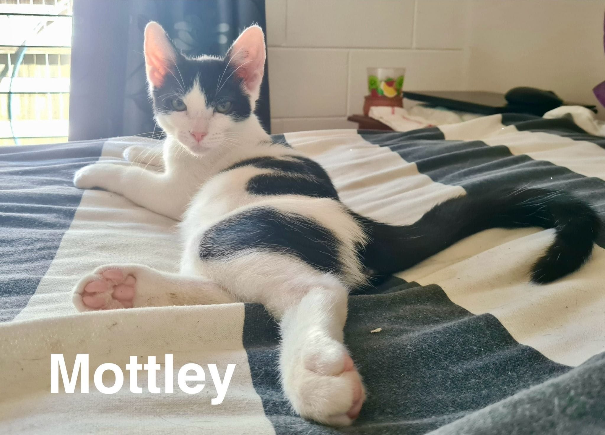 Mottley Mottley